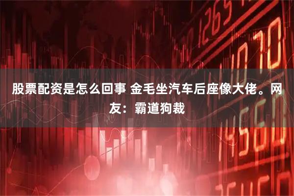 股票配资是怎么回事 金毛坐汽车后座像大佬。网友：霸道狗裁